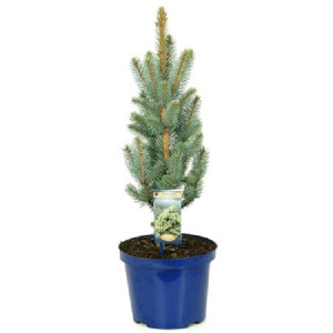 Ель колючая Изели Фастигиата (голубая ель)